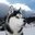 Husky22