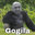Gogila#