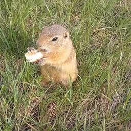 ........................................