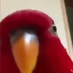 P3ndulum