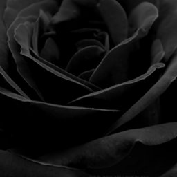 Black_ROSE