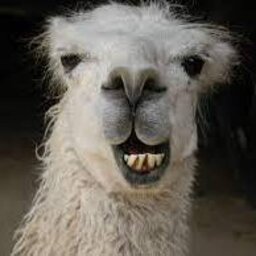 _Lama