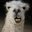 _Lama