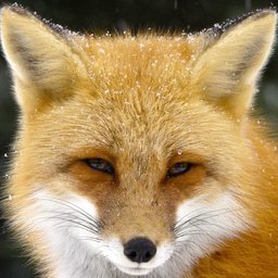 FlexinFox