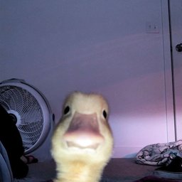 Ducky#4243