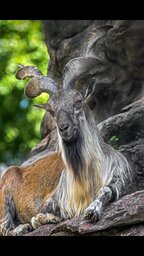 Ansari Shahmeer Ansari