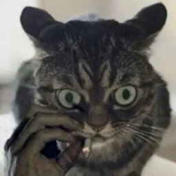 zorztt