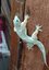 ItalianLizard