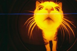 zzgatitos#9743
