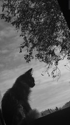 ??S U R T A D A??#9186