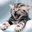 Meowing Cats