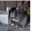 RatWitDaToolie