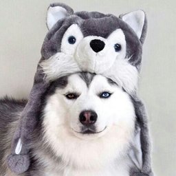Huskeroo
