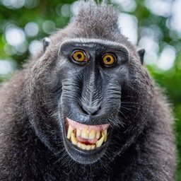 InternetRambo