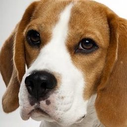 Beagle