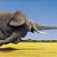 Repülő Elefántok