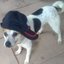 sancho el perro judio