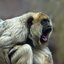Noisy animals