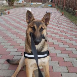 lsilviu02