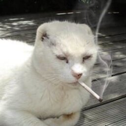 smoking cat, done with everything