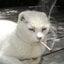 smoking cat, done with everything