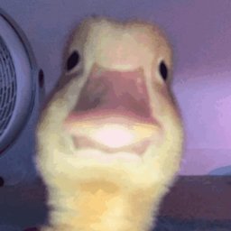 Lorka_