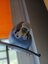 obudgie