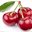 Cherry501