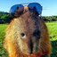capybaras