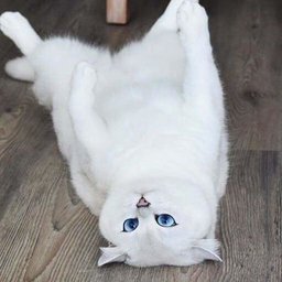 PaxiYO