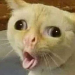 Néko Senpaí