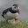 The Puffins