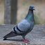 Las 5 palomas