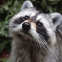TheRaccoonz