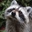 TheRaccoonz