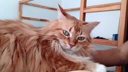 two_venezuelans