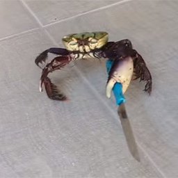 cortacogotes