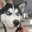 Koshi followers