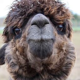 AlpacaVAL