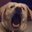 CRAZY_DOG