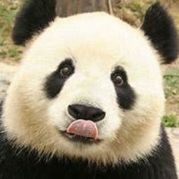 Pandaguy