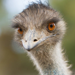 The Emu