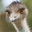 The Emu