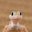 The Lizards