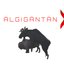ÄlGiGäNtÄn