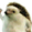 Mišák201