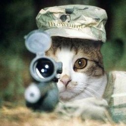 RandomCat#2883