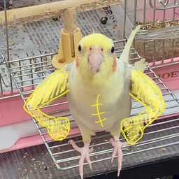 ninguem advogado#9332