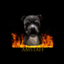 amstaff (was deleted at: 2022-08-07T11:22:48.4078850Z)