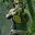 Lucas Lopes